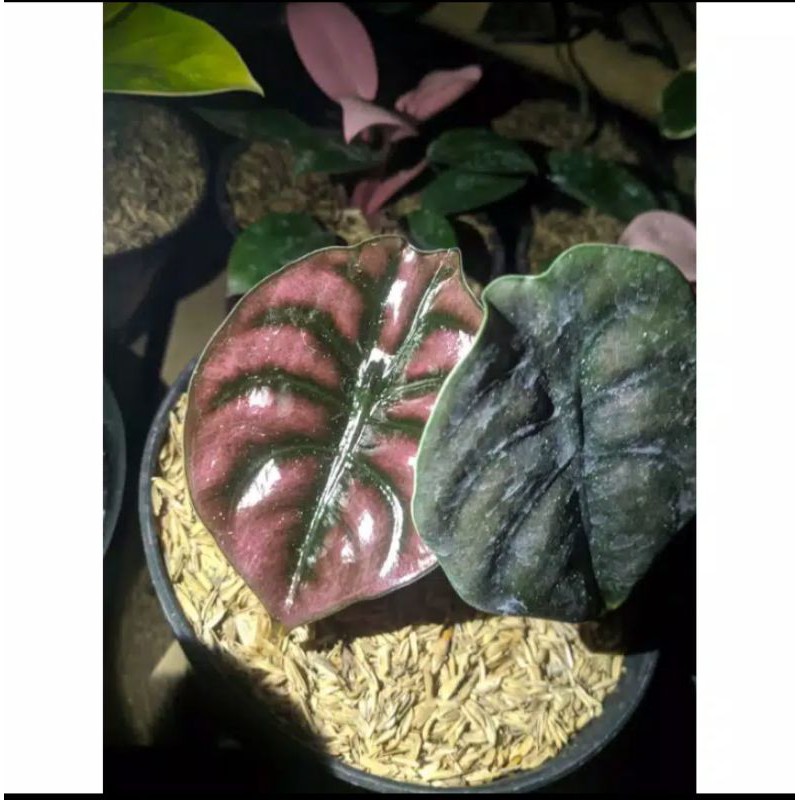 alocasia cuprea/keladi tengkorak