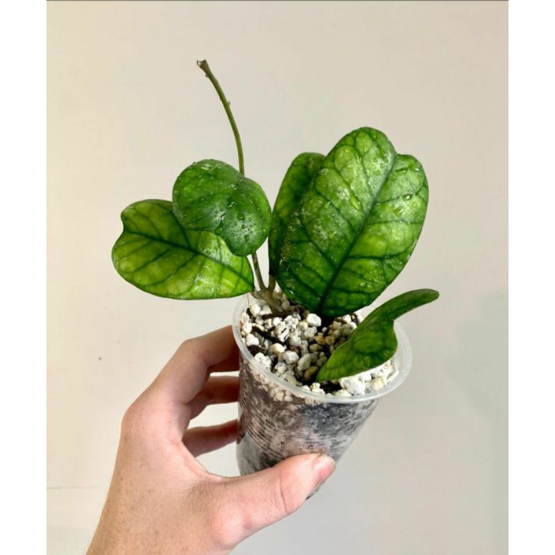 hoya deykeae hoya kura kura