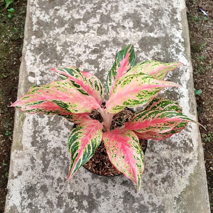 Tanaman hias aglonema butterfly daun merah | Jenis tanaman hias indoor dalam ruangan yang memiliki m