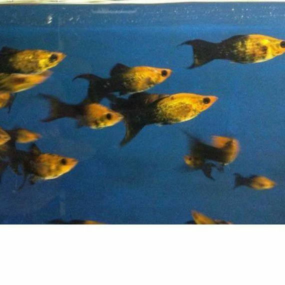 

ikan platis goldenblack size m isi 10 ekor