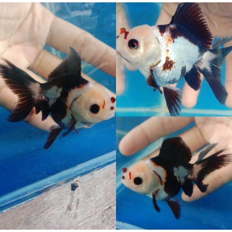 

Ikan Mas Koki 3 Colour