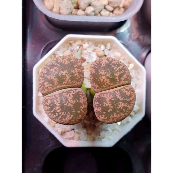Lithops double head lesliei peach jumbo