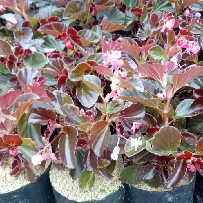 Tanaman Hias begonia - bunga begonia - pohon begonia .