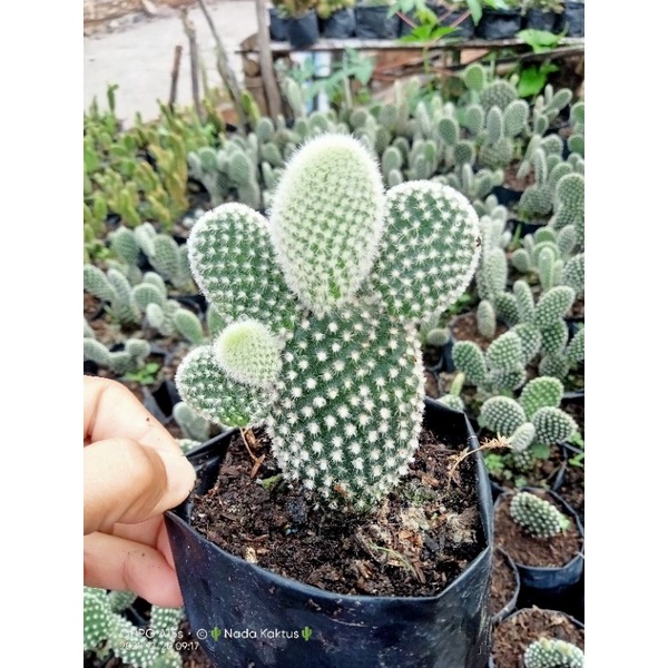 Kaktus opuntia import/opuntia bulu putih (opuntia panda)/kaktus opuntia kuning /kaktus pasaman/kaktu