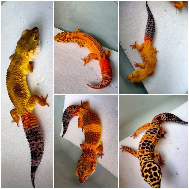 MAINAN BARU LEOPARD GECKO LEMON FROST GEKCO TANGGERING GECKO ENIGMA GECKO TREMPER GECRAPTOR BELL