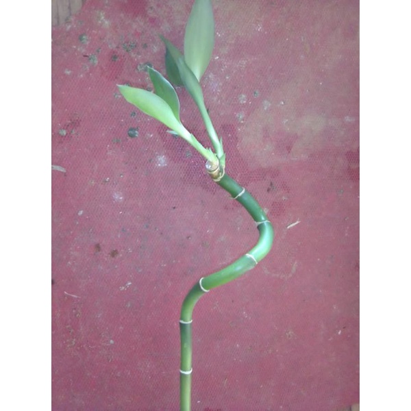 bambu hoki per/batang