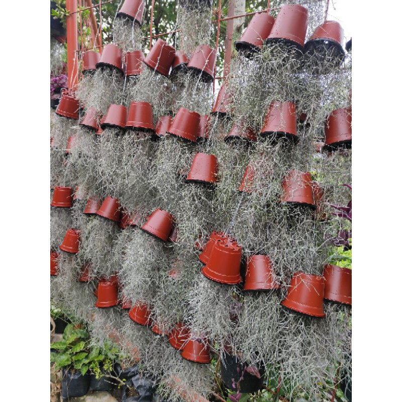 Tanaman Hias Gantung Jenggot Musa (Tillandsia Spanish Moss) Pohon Hidup