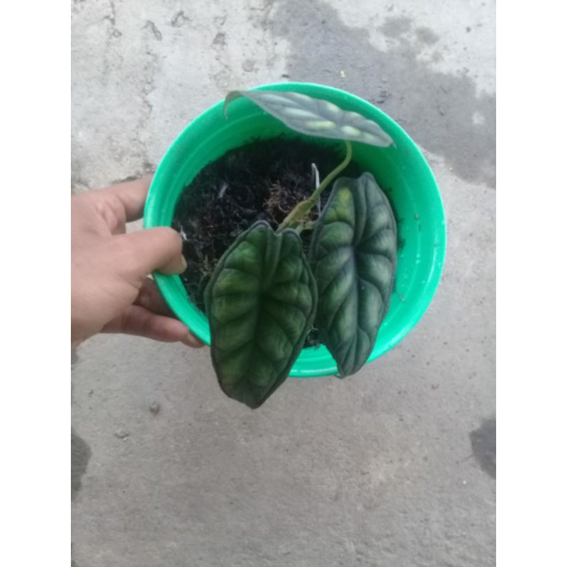 alocasia dragon scale