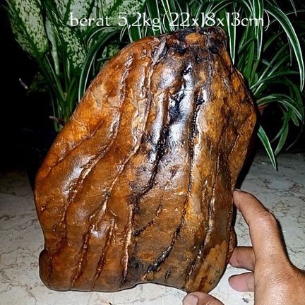 batu akik bahan fosil kayu galih kelor(085)