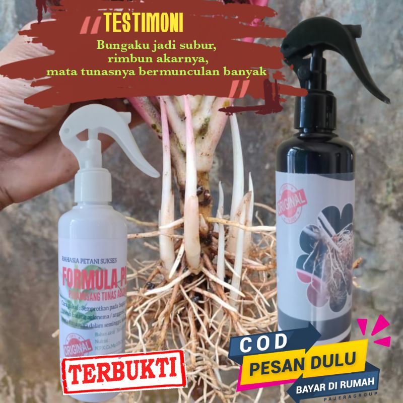 Formula Plus Paket 2 Botol Perangsang akar aglonema 250Ml