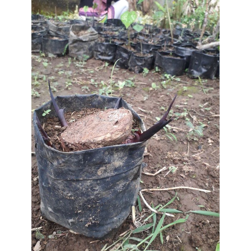 BONGGOL Xanthosoma Violaceum ( Black Elephants Ear ) Bisa dapat 10 sd 15 Batang