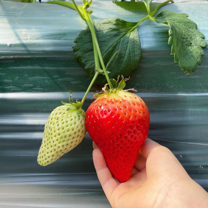 10 Biji - Benih Strawberry KINGS BERRY, Jenis Strawberry KOREA ukuran jumbo bisa dataran rendah hingga tinggi-1