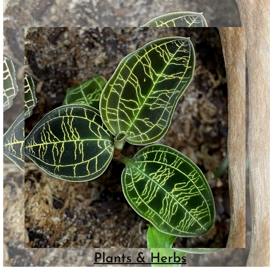 Kiaksara - Macodes Petola - Jewel Orchid