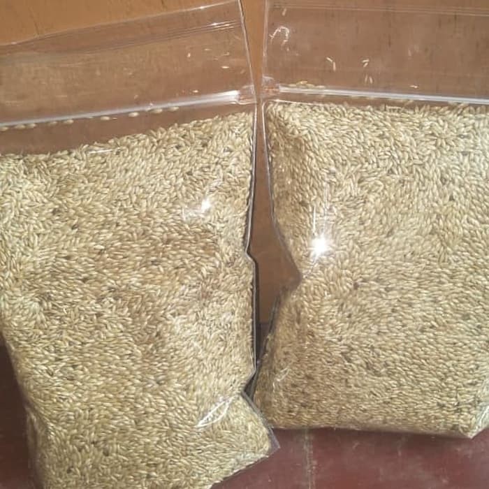 Benih bibit rumput pakan ternak-jual benih rumput