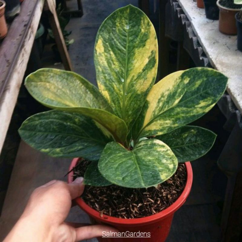 Tanaman hias anthurium jemani variegata cobra varigata - mangkok tornado varigata