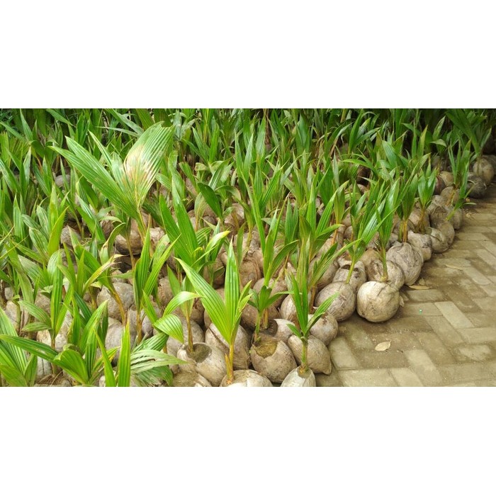 

kelapa hibrida