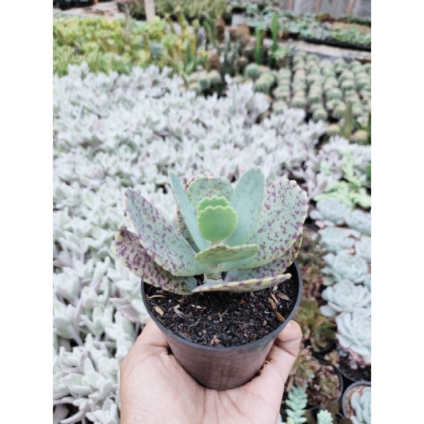 sukulen kalanchoe marmorata