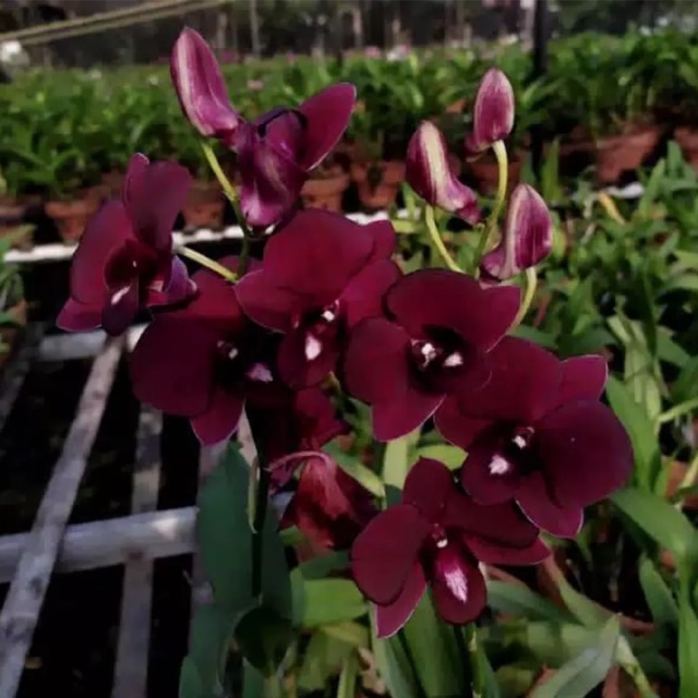 Anggrek dendrobium remaja new red dragon