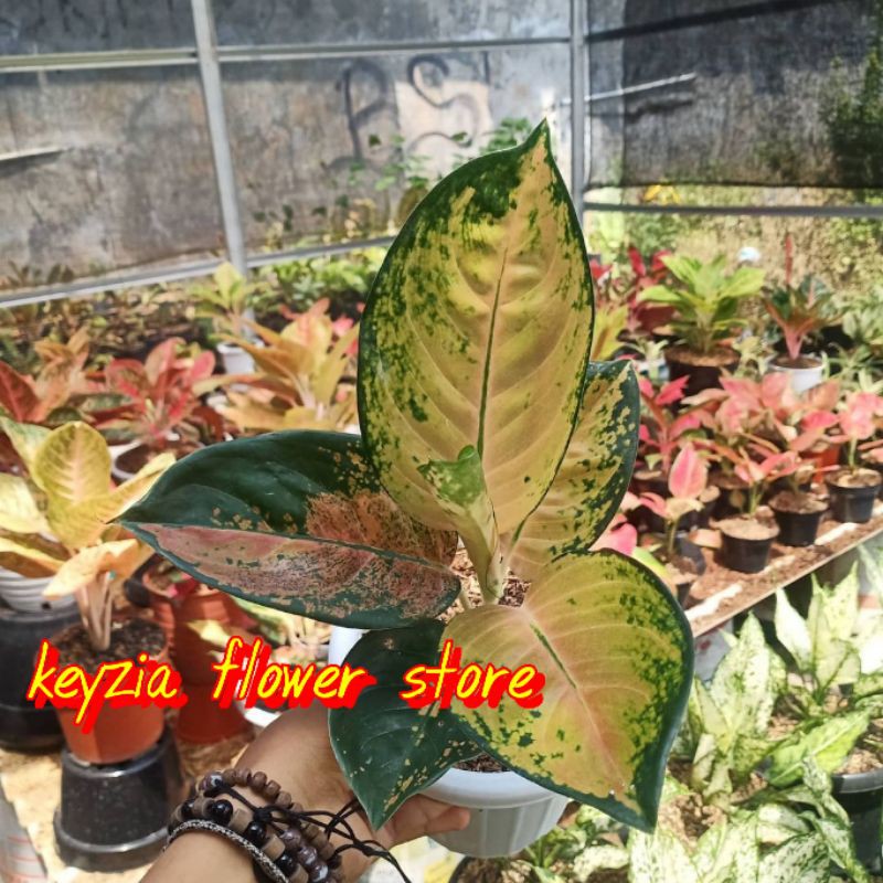 bunga aglonema sultan brunei Cantik