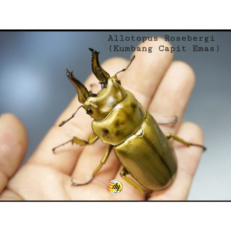 HIDUP: Kumbang Capit Emas /JANTAN (LIFE: Allotopus Rosenbergi /MALE)
