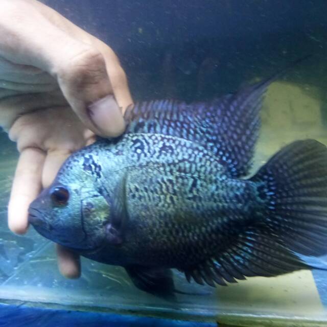 Ikan louhan lohan female sb short body ukuran 11cm