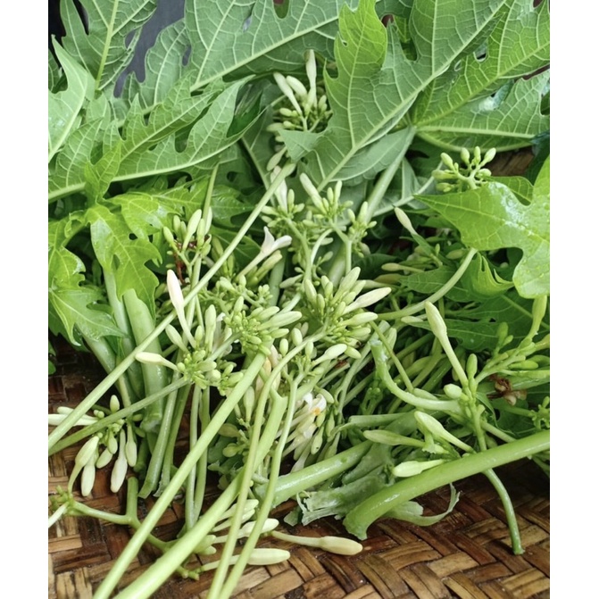 

daun pepaya per ikat