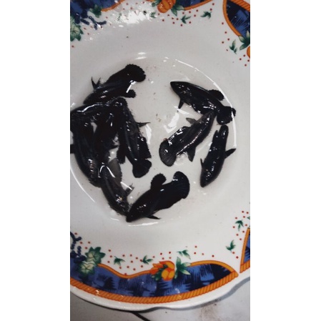 ready ikan cupang murah plakat super black size M