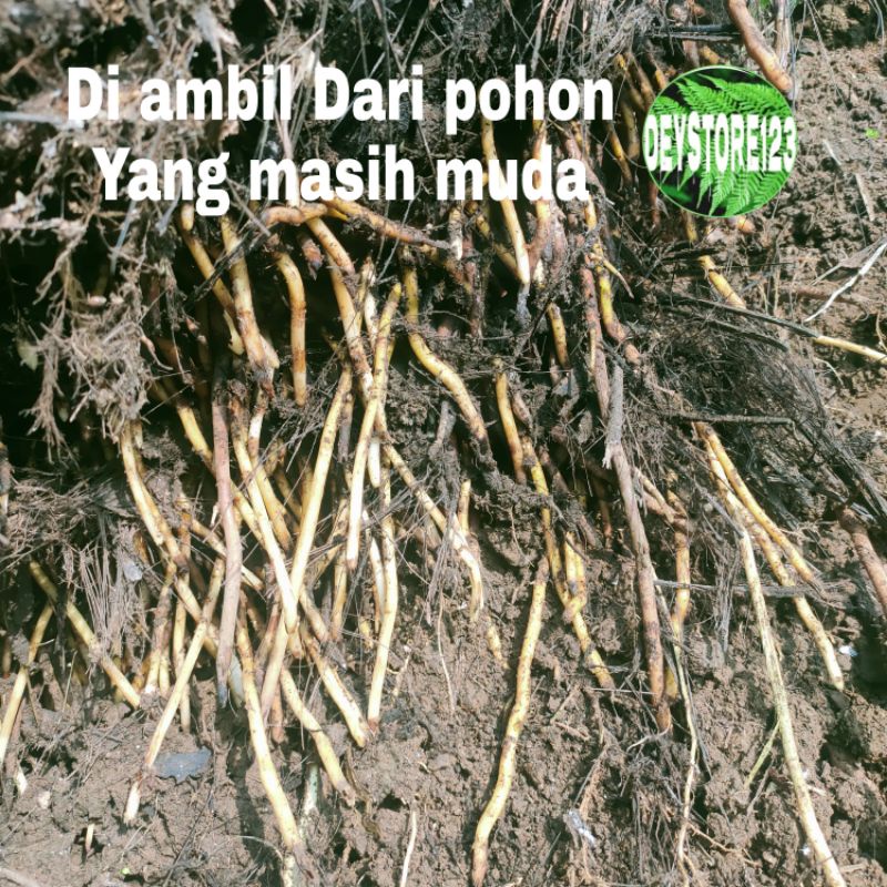 

Terlaris Akar kaung akar pohon aren muda