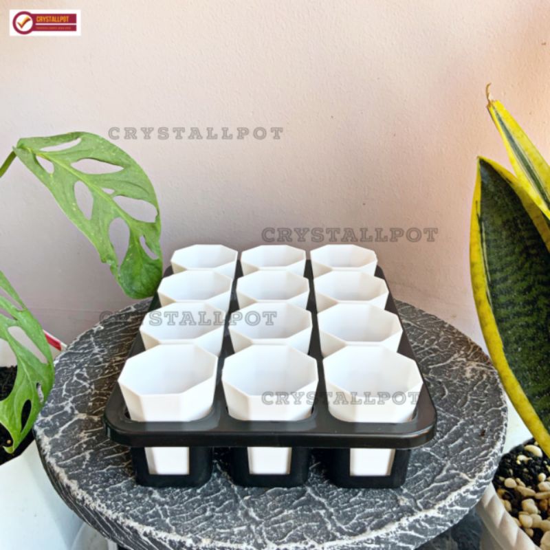 1 set Tray + POT BUNGA NKT PAGODA MINI 5CM PUTIH | tray semai bibit