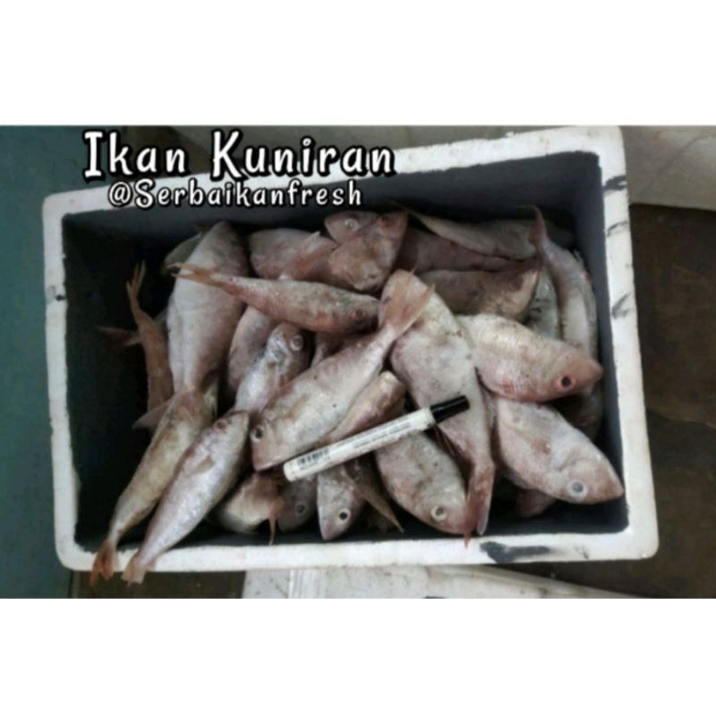 

IKAN KUNIRAB - MATA GOYANG GURIH /EKOR KUNING /KURISI 900g-1.000g (SIP)