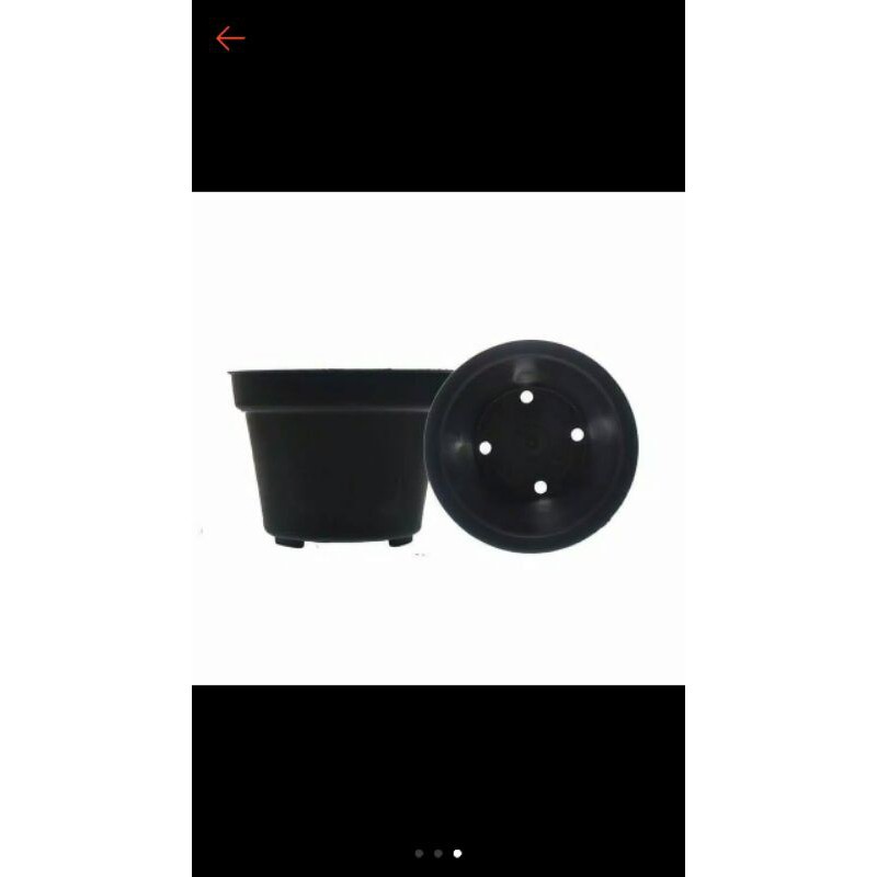 TANAMAN-HIAS-BUNGA-MELATI-COSTA//tanaman-pot-bunga-melati-costa