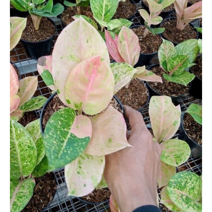 aglonema emerald anakan