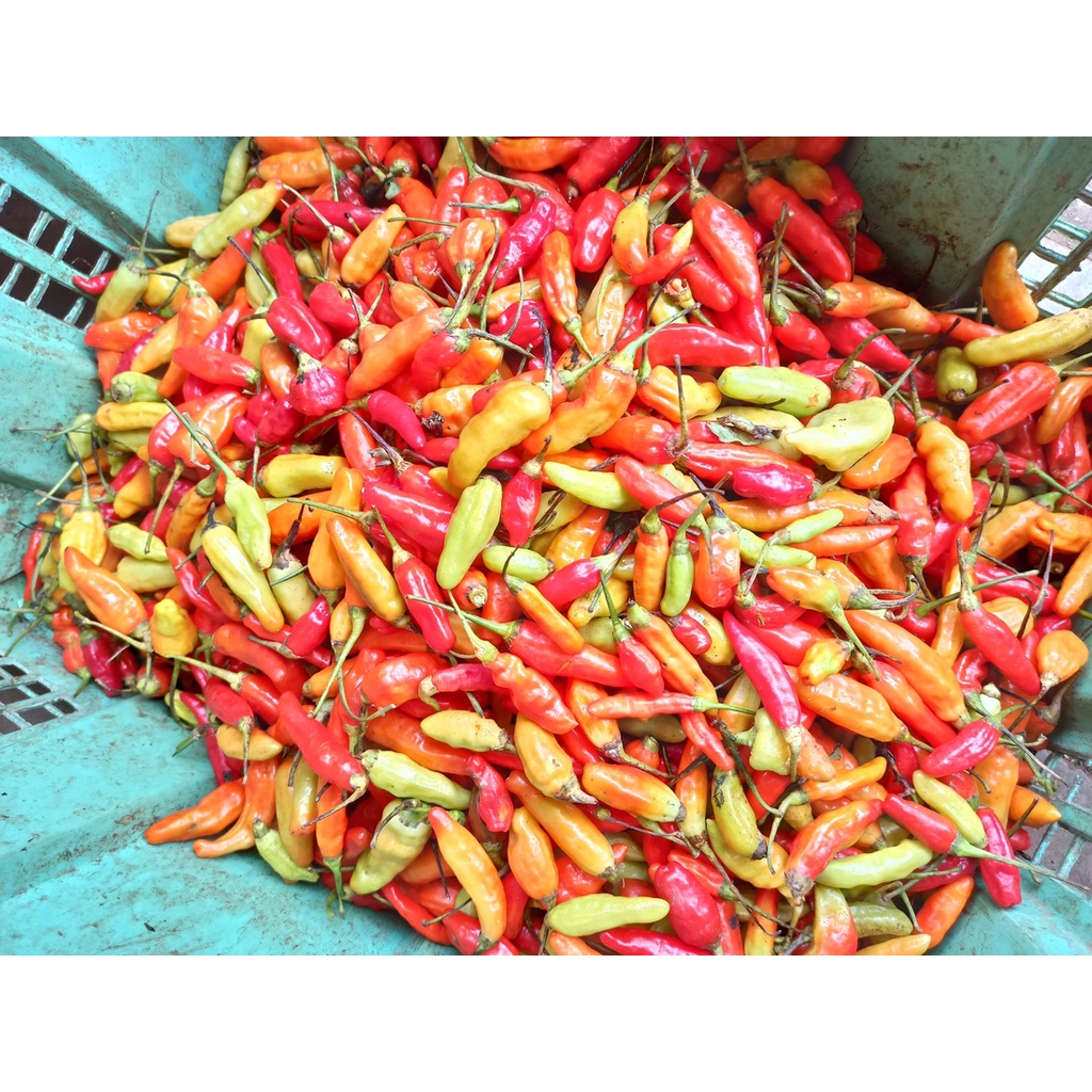 

Cabe Rawit Merah / Red Bird Eye Chili per 500GR