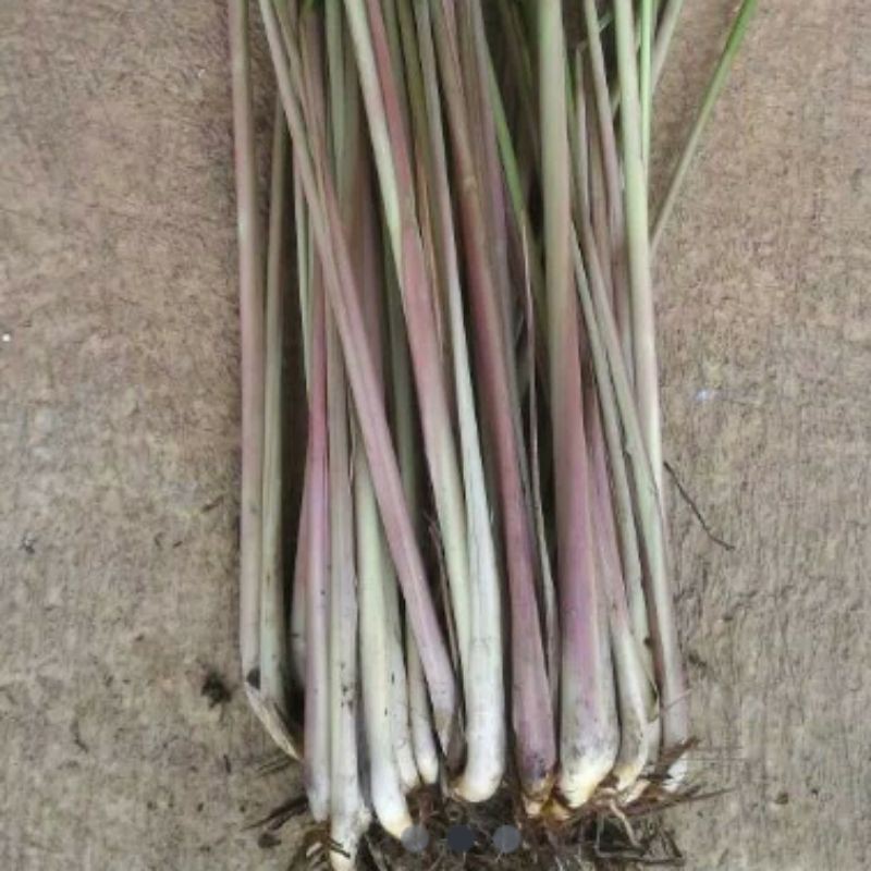 serai wangi serai merah