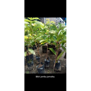 bibit jambu jamaika