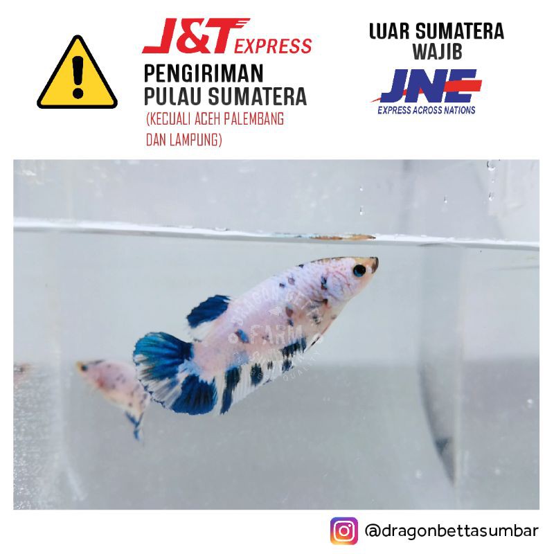 Ikan Cupang Blue Rim Marble TOP GRADE Betina Full Telur Siap Pijah, Sesuai Gambar (Limited)