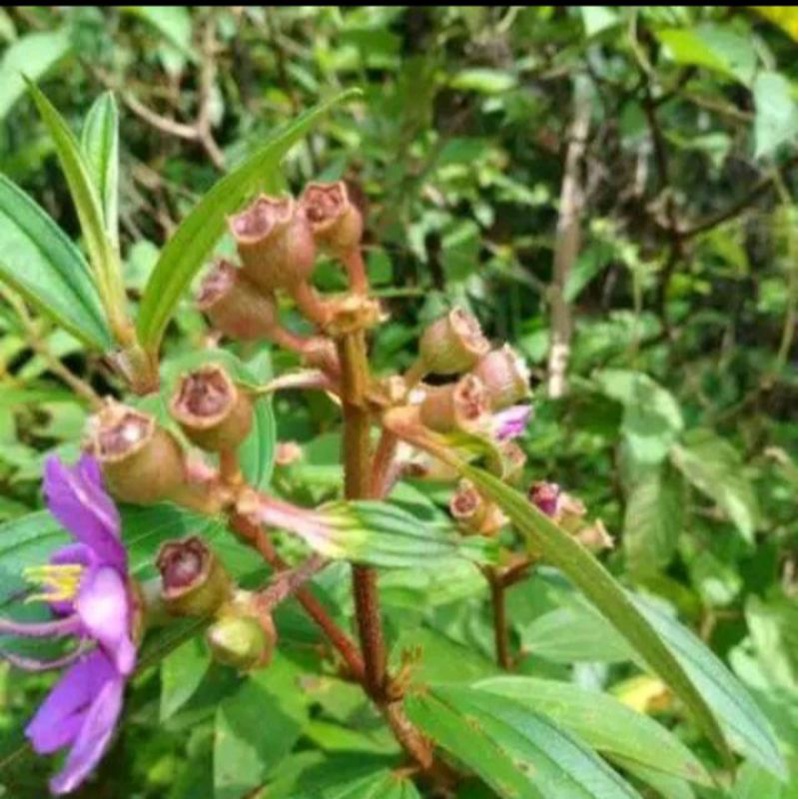 

100 grm daun herbal senggani