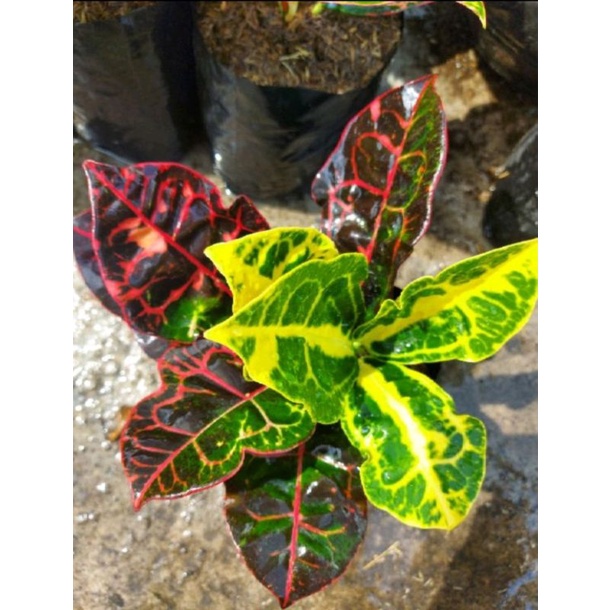 puring kura kura termurah