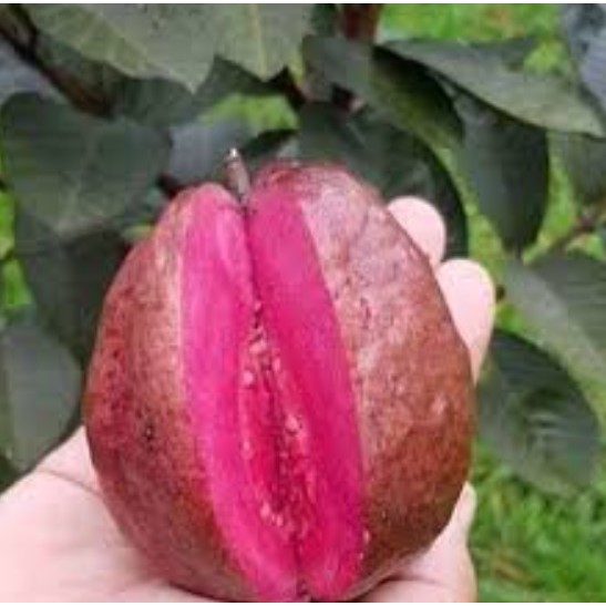 Bibit Jambu Biji Australia