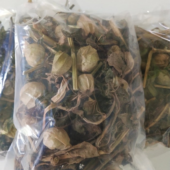 

Daun Batang Buah Ciplukan Kering 500gram untuk Herbal Segala Penyakit