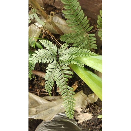 pakis pteris sp jampang