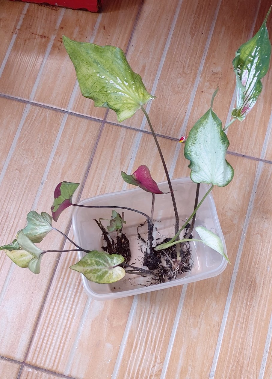 Caladium Gingerland / Dikirim Anakan Keladi Gingerland