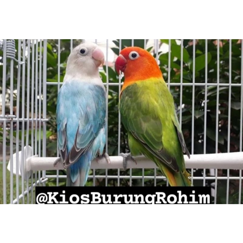 burung lovebird sepasang biola blue x biola green