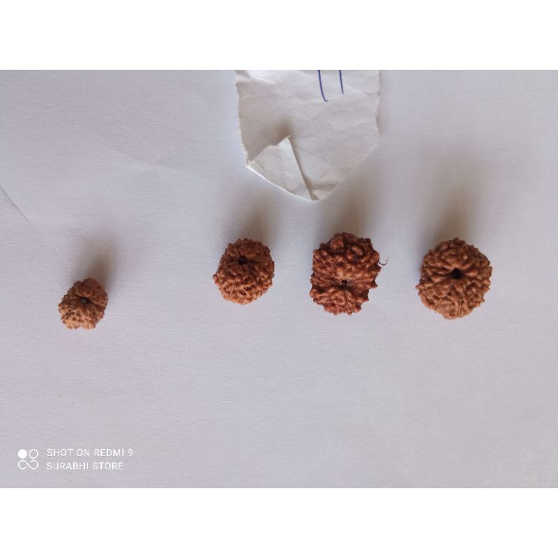 rudraksha mukhi 11