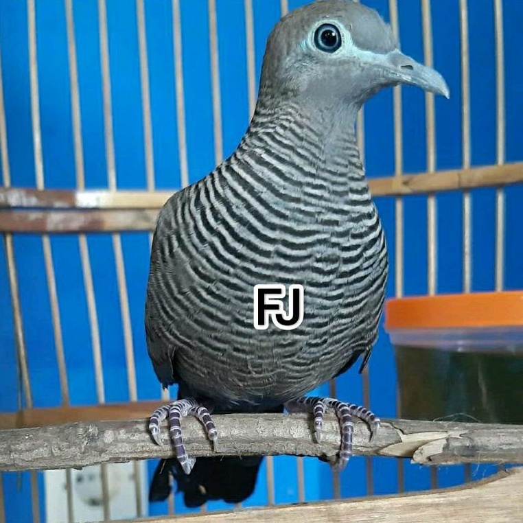 BURUNG PERKUTUT CEMANI MAJAPAHIT