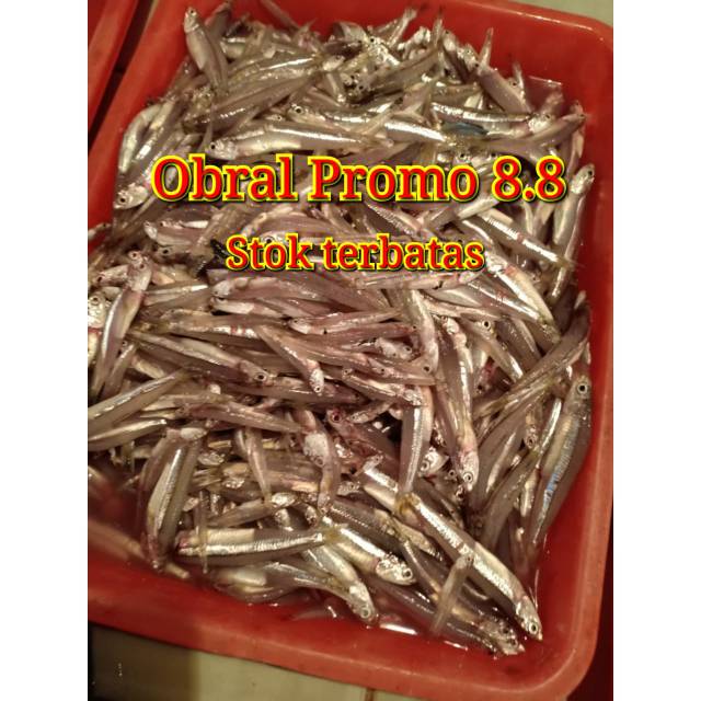 

Ikan terri galer fres segar