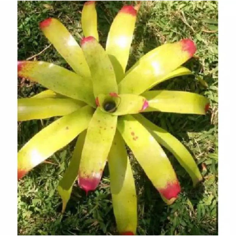 Tanaman Hias Bromelia Kitek. Bromelia