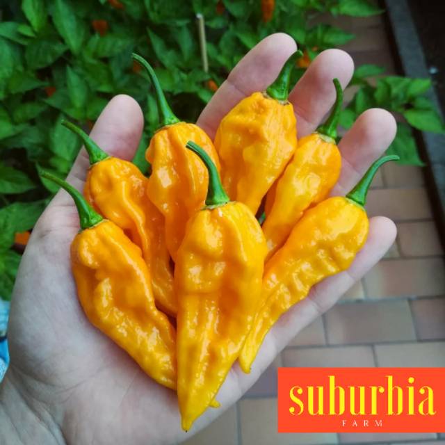 5 Biji Benih Cabe Fatali Shopee Indonesia