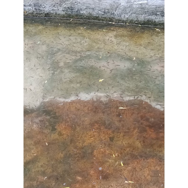 pakan predator ikan gapi cere