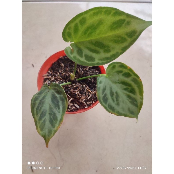 anthurium silver blush (kuping gajah silver)